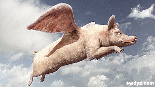 一个互联网金融创业者的自白：站在风口上，猪真的可以飞