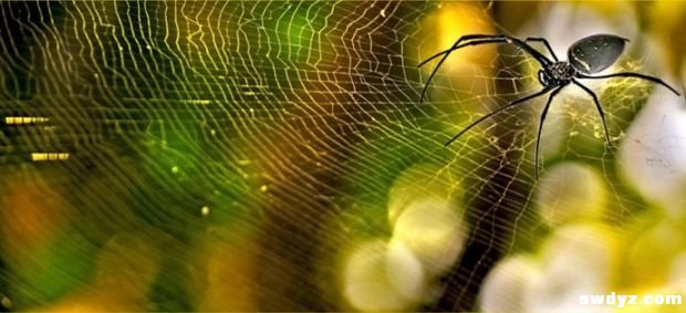 搜索引擎蜘蛛3个考核标准