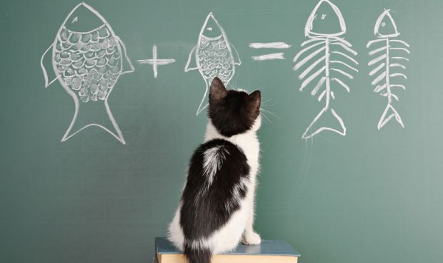 Google 的算法出过哪些囧事？