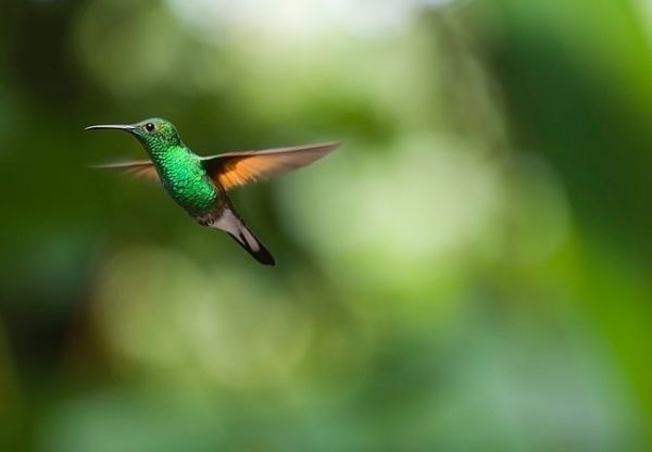 hummingbird-2139278_640