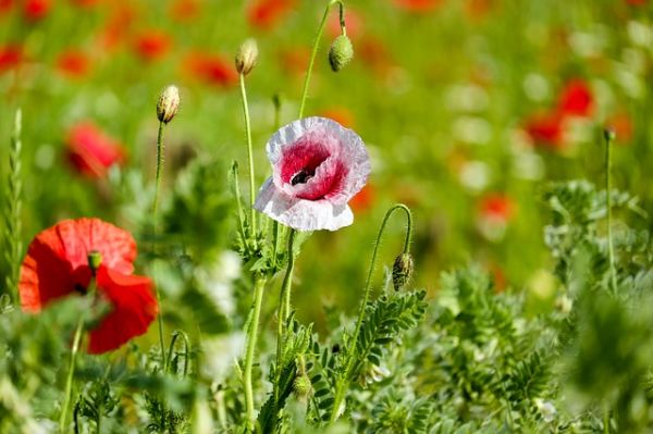 klatschmohn-2426965_640
