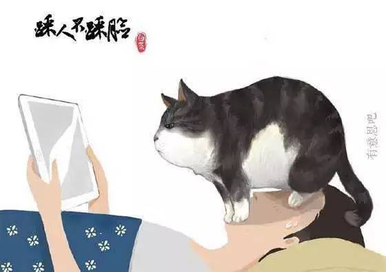 白茶的猫