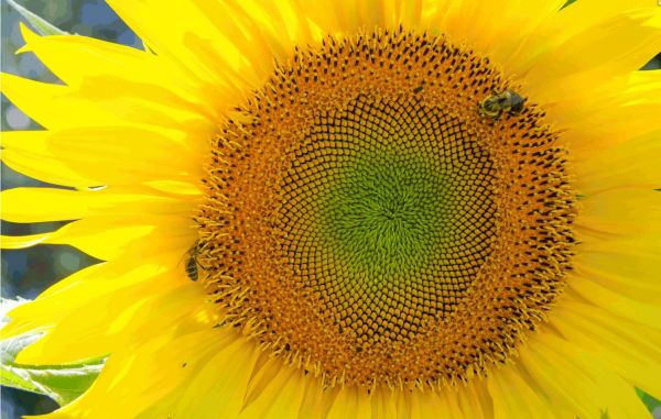 追本溯源：探索几何学设计