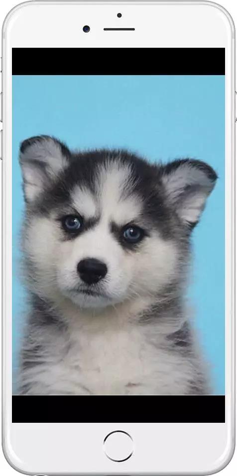 竖屏时代：如何打造优质移动页面提高用户体验？