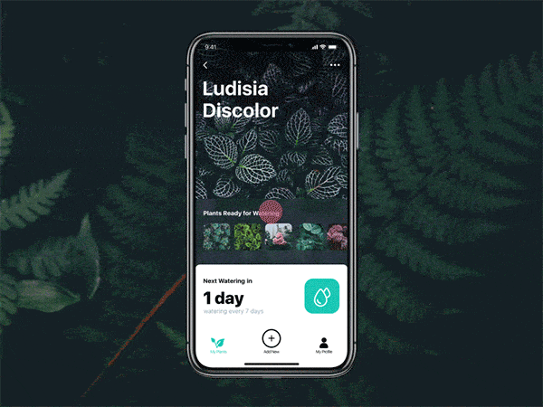 这款帮你科学养护绿植的APP是怎样设计出来的