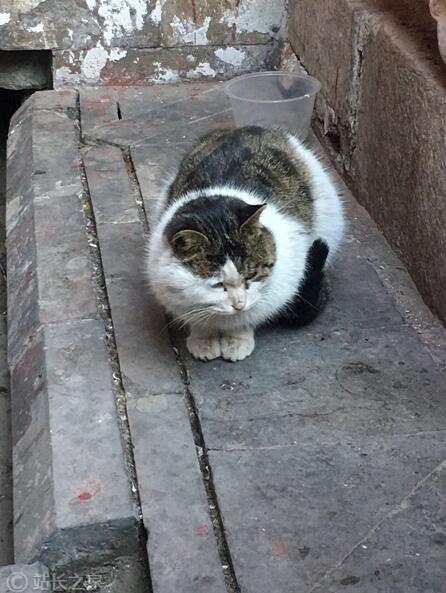 故宫 猫
