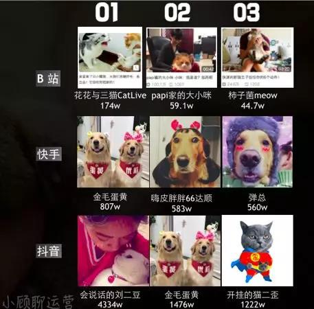 从三家短视频平台看了几百个宠物号，发现这个领域居然还是蓝海