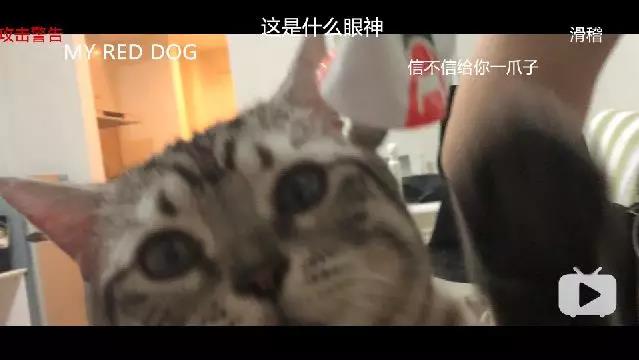 Vlog是个筐，新瓶旧酒都能装